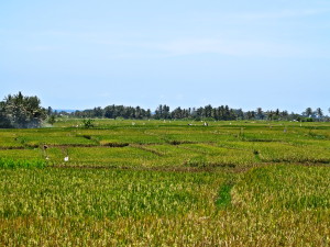 IMG_1019