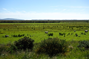 DSC02462